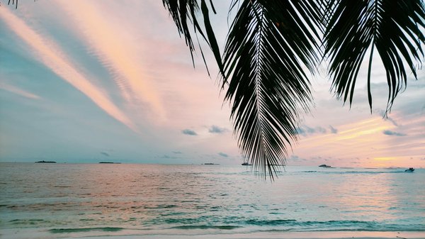 Quelle croisière propose des excursions pour observer les dauphins et les marsouins en Mer Rouge?